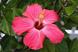 植物,花,槿