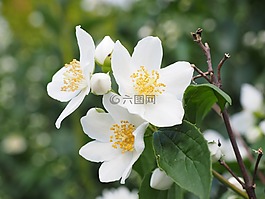 模擬橙,茉莉,鮮花