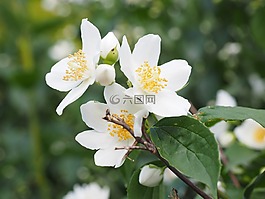 模擬橙,茉莉,鮮花