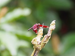 蜻蜓,紅色,休息