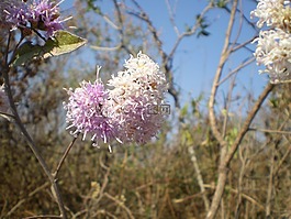 鮮花,野生,紫丁香