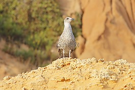 鳥,黃色,哥斯達(dá)黎加