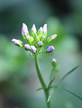 罩衫,芽,招標(biāo)