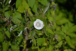 旋,白色的花,夏季