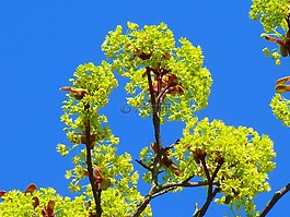 楓葉,楓花盛開(kāi),春天