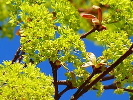 楓葉,楓花盛開(kāi),春天