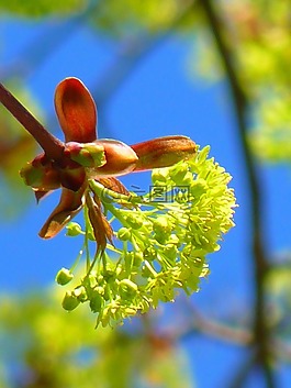 楓葉,楓花盛開(kāi),春天