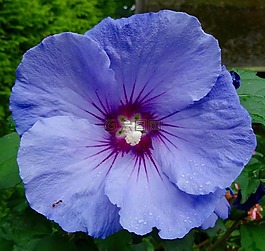 開花,關(guān)閉,紫