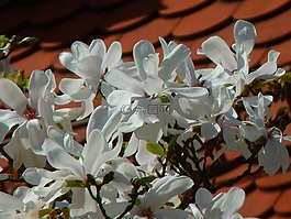玉蘭,白花,樹