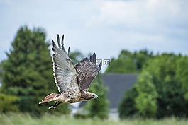 捕食鳥,鳥,性質