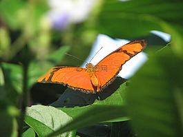 蝴蝶,性質(zhì),昆蟲