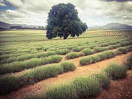 薰衣草,原野,樹