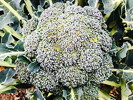 西蘭花,蔬菜,花園