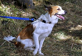 狗,牧師,配置文件的狗