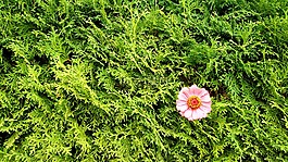 綠色,粉紅色,花