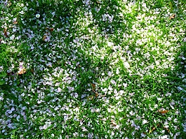 花瓣,白,草地