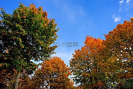 秋季,樹木,金色的秋天