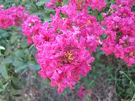 紫色,花,開花
