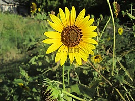 花,向日葵,黃色
