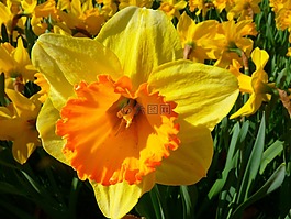 水仙,喇叭水仙,花