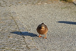 鴨,綠頭鴨,鳥