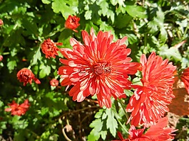 鮮花,花園,性質(zhì)