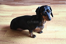 小狗,臘腸犬,寵物狗
