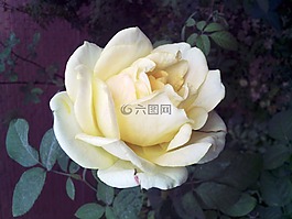 花,月季,淡黃