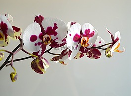 蘭花,鮮花,花的