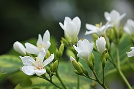 油桐花,六月雪,白色小花