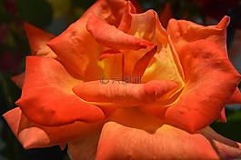 玫瑰,橙色,鮮花
