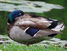 野鴨,鳧,動(dòng)物