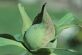 芽,牡丹,植物群