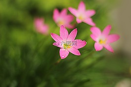 百合,花,春
