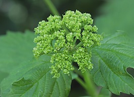 scheinhortensie,花初,嫩綠色