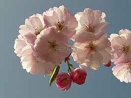 櫻花,開花,樹