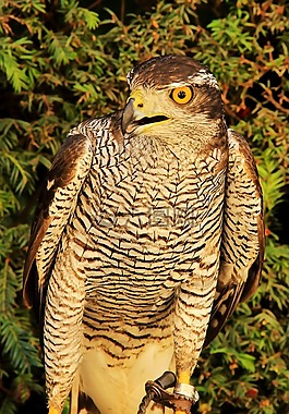 鷹,捕食者,鳥