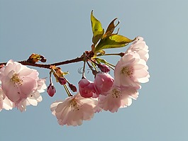 櫻花,開花,樹
