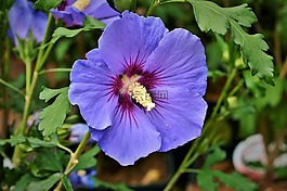 芙蓉,棉花糖,錦葵