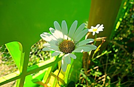 法蘭西菊,雛菊,花