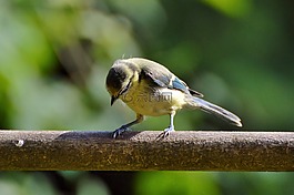 山雀,鳴鳥,鳥