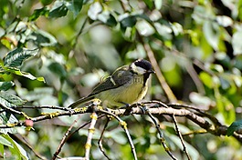 山雀,鳥,鳴鳥