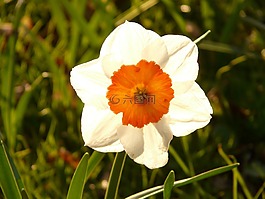 黃水仙,喇叭水仙,花