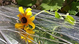 花卉,反射,黃色