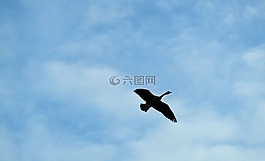 加拿大,鵝,飛行