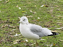 海鷗,鳥,安大略省
