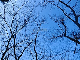 景觀,天空,樹