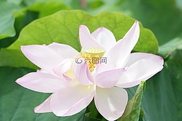 景觀,鮮花,蓮花