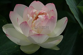 景觀,鮮花,蓮花