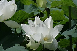 景觀,鮮花,byakuren